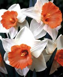 Narcissus Chromacolor Pink Large Cupped Narcissi Narcissi Fall 2014 Flower Bulbs Narcissus Flower Bulb Flowers Beautiful Flowers