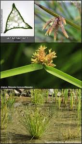 Image result for Schoenoplectiella mucronata