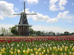 Check spelling or type a new query. Check Out These Tulip Festivals Around The World Better Homes Gardens