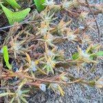 Image result for Portulaca foliosa