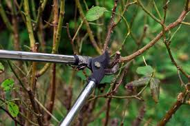 Pruning is a horticultural, arboricultural and silvicultural practice involving the selective removal of certain parts of a plant, such as branches, buds, or roots. How To Prune In Late Winter And Early Spring Hgtv