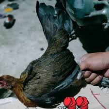 Jual Ayam Hutan Merah Sumatra Betina Jakarta Barat Fikri Happy Shop Tokopedia