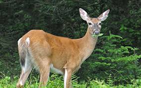 Crotons are typically deer resistant. Deer Resistant Gardening Talk At Warner Library River Journal Online News For Tarrytown Sleepy Hollow Irvington Ossining Briarcliff Manor Croton On Hudson Cortlandt And Peekskill