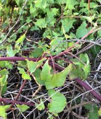 Image result for Rumex sagittatus