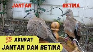 Scopri ricette, idee per la casa, consigli di stile e altre idee da provare. Supit Udang Cara Akurat Membedakan Tekukur Jantan Dan Betina