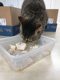 According to the study in the international journal of medicine and medical sciences, garlic has been used to prevent. Toxicity In The Home What S Lurking In The Kitchen Just Cats Clinic
