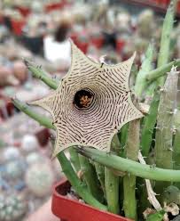 Image result for Huernia leachii