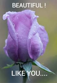 Pin By Swampwalker On Memes Purple Flowers Purple Roses Beautiful Roses