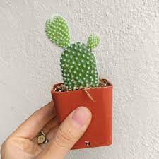 My angel wings arrived in wonderful healthy shape and. Angel Wing Cactus Bunny Ears Cactus Opuntia Microdasys Succulents Box