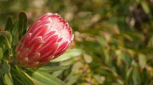 Image result for Protea rupestris