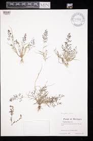 Image result for Eragrostis minor