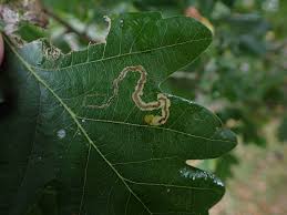 Image result for Stigmella basiguttella