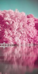 Pink Aesthetics Wallpapers For Iphone Feel The Pink Vibes Iphone Background Pink Pink Wallpaper Wallpaper Pink And Blue Get 5 videos every month with our latest video subscription — including access to every hd and 4k clip in our library. pink aesthetics wallpapers for iphone