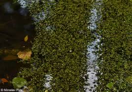 Image result for Lemna trisulca