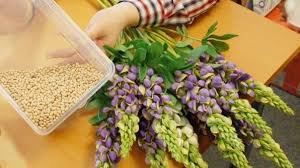 Wissenschaftspreis Lupinen In Der Milch Svz De Lupinen Lupinensamen Lupinenmehl