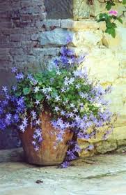 Instead we give you a nice selection of tall flowerpots. Campanula Pot Gardening Simple Container Garden Flowers Ideas 7 Homegardenmagz The Post Campanula Pot Gardening Appear Garden Containers Garden Pots Plants