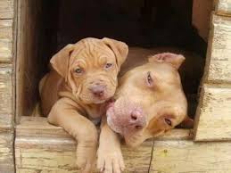 Baby Pitbull Black And Brown 20 Proud Mamas And Their Puppies Dogvacay Official Blog Pitbulls Cute Dogs Cute Animals