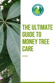 They stay at a manageable size indoors but can grow up to 60 feet tall in their native habitat in central and south america. The Ultimate Guide To Money Tree Care Houseplant Resource Center