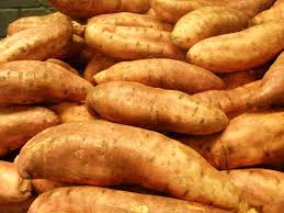 The vines of a sweet potato plant can grow in all directions from where the plant was originally started. Growing Sweet Potatoes In Western Australia Agriculture And Food
