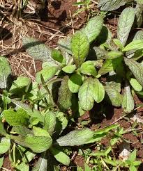 Image result for Neojeffreya