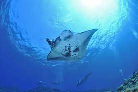 Rare And Endangered Animals Of Raja Ampat Papua Paradise