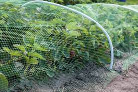 How to protect your vegetable garden from birds. Ways To Protect Your Plants From Birds Kellogg Garden Organics