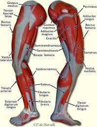 Thursday, january 7, 2021 add comment edit. Leg Muscles Diagram Pin By Ashlee Brown On Nursing Leg Muscles Anatomy