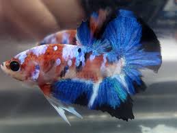 Betta Fish Betta Fish For Sales Bettafish Live Betta Fish Blue Star Hmpk Male 45 00 End Date Saturday Dec 8 2018 0 25 47 Pst Buy It Betta Fish Betta Fish