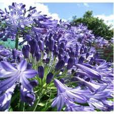 Agapanthus Purple Magic Agapanthus Plant Nursery Plants