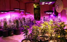$5.00 coupon applied at checkout save $5.00 with coupon. How Many Watts Per Square Foot Needed For Led Grow Lights