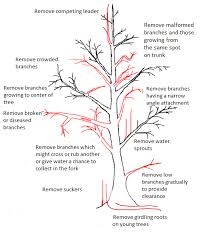 Image result for pruning plum trees