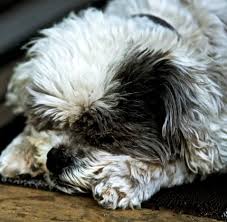 Too many cats are euthanized each year, costing us taxpayer's exorbitant amounts of money; Cat And Dog Euthanasia In North Charleston Sc Charleston Heights Veterinary Clinic