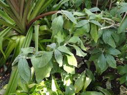 Image result for Psychotria kirkii