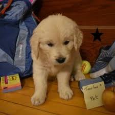 25 cute Golden Retriever puppies for sale in Grand Forks, North Dakota