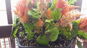 Celosia Plumosa Leaves Wilting And Browing 480811 Ask Extension