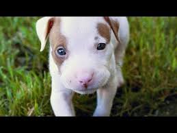 Check spelling or type a new query. 60 Seconds Of Cute American Pit Bull Terrier Puppies Youtube