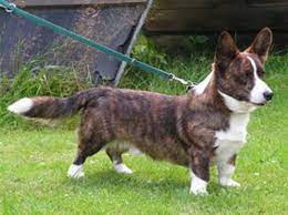 Heidi, my cardigan welsh corgi is well tempered. Club Fur Britische Hutehunde E V Welsh Corgi Cardigan