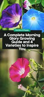 A Complete Morning Glory Growing Guide And 4 Varieties To Inspire You Garden And Happy Morning Glory Flowers Morning Glory Morning Glory Vine