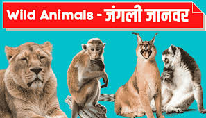 80 Wild Animals Name À¤ À¤à¤² À¤ À¤¨à¤µà¤° À¤ À¤¨ À¤® In Hindi English With Picture