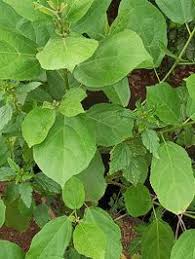 Image result for Croton megalobotrys