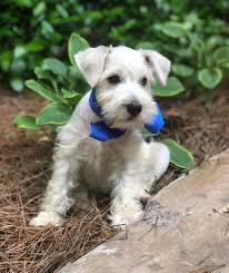 Black And White Mini Schnauzer Puppies White Mini Schnauzer Finn 9 Weeks Mini Schnauzer Puppies Schnauzer Puppy Schnauzer Art