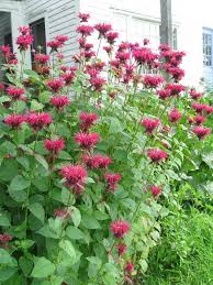 Check spelling or type a new query. Bee Balm Abc Wednesday Plants Planting Flowers Bee Balm