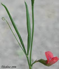 Image result for Lathyrus sphaericus