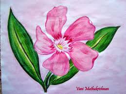 Thevetia peruviana is an evergreen tropical shrub or small tree. Flowers Mypencilwork Page 3