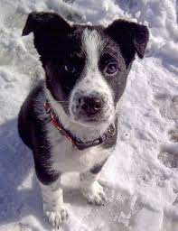 Chevy The Border Collie Mix Collie Dogs Border Collie