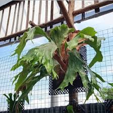 Image result for Platycerium stemaria