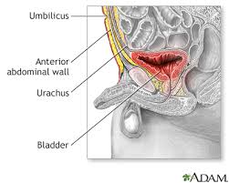 Image result for Umbilicus botryoides