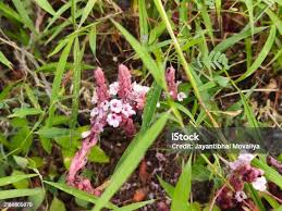 Image result for Striga gesnerioides