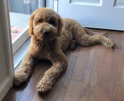 Not only are goldendoodle teddy bears insanely cute, but in my personal opinion, they make the best pets! Teddy Bear Groodle Off 74 Www Usushimd Com