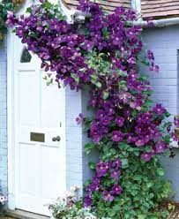 We did not find results for: Climbers Climbing Clematis Flowering Vines Clematis